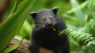 BINTURONG SOUNDFOREST PALAWAN PROVINCE PHILIPPINEShmetv5490 [upl. by Tavia]