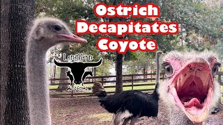 Ostrich Decapitates Coyote [upl. by Oap560]