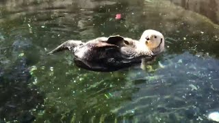 Day in the Life of a Mammalogist at Oregon Coast Aquarium [upl. by Einor]