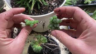 How To Separate Pups From Haworthia [upl. by Barby]