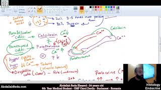 أنسجة الغدة الجار درقية Parathyroid gland histology  عبد الله رضا MD  Rocademia روكاديميا [upl. by Alenas]