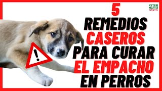 🟢5 REMEDIOS CASEROS PARA CURAR EL EMPACHO O INDIGESTIÓN EN PERROS 🟢PROBLEMAS DIGESTIVOS [upl. by Latini]