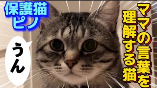 【保護猫ピノ】「うん」とお返事！意思が伝わるママとの会話猫 保護猫 [upl. by Areikahs]