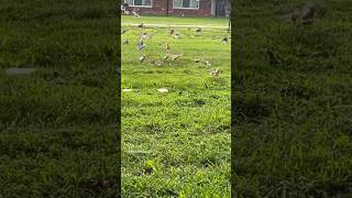 Can you spot the parakeet among the sparrows bright colored head [upl. by Humpage]