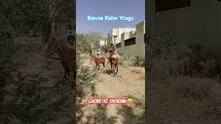 Ghode ke shokhin 🤩 horse babyhorse trending shorts short funny crazy cute vaatgujarati [upl. by Iruy]