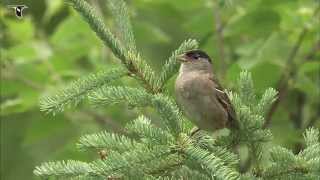 Goldencrowned Sparrow singing [upl. by Orlantha]