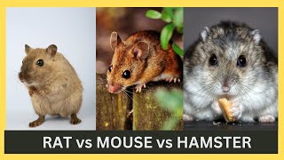 Rat vs Mouse vs Hamster  Whats the difference   English Vocabulary [upl. by Eelime]