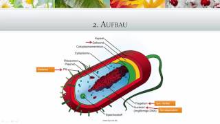 Mikrobiologie Bakterien Teil 1  Heilpraktikerprüfung [upl. by Sergius]