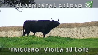 Toros de Cuadri toro semental celoso vigila su lote de vacas  Toros desde Andalucía [upl. by Nevarc273]