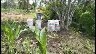 Preparing for fertilizer application  evo gene corn seeds  tipid tips by Saudiboy [upl. by Dadivitan]