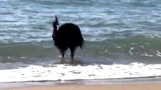 Worlds most dangerous bird captured swimming to Australian beach [upl. by Polivy999]