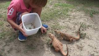 Dragon Barbudo en Colombia Pogona vitticeps [upl. by Rayford]