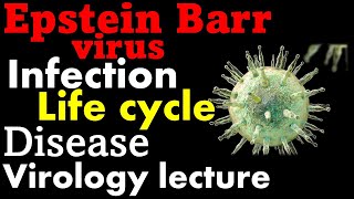 Epstein Barr virus EBV  infection symptoms and life cycle [upl. by Yenterb]