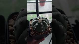 Astrophytum asterias  variedades cactusmania plantas flores succulent cacti echinopsiscactus [upl. by Bartie335]