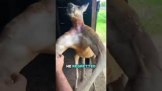 Ever Seen A Ripped Kangaroo🦘jayprehistoricpets [upl. by Berghoff]