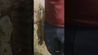 Fish Hunting amp Turtle Hunting  Fish Hunting Tricks fishingvideo [upl. by Averat]