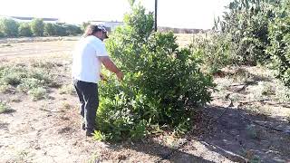 Pruning Chrysophyllum roxburghii Wild Star Apple Exotic fruit tree care [upl. by Flossie]