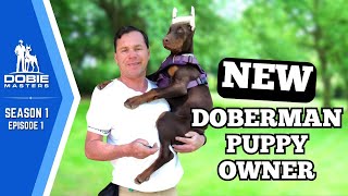 Cleo the Doberman Begins Training  Dobie Masters  S1E1 [upl. by Neelya167]