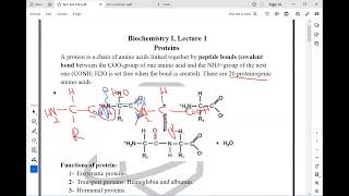 Biochemistry I By Dr Asmaa Elbakry lecture 1 proteins amino acids part 1 [upl. by Hizar212]