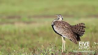 Black Bellied Bustard Calling  Champagne Bird [upl. by Pepillo]