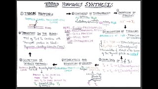 Thyroid hormones synthesis mbbspharmdhumanantomyandphysiologythyroidglandthroidhormonesynthesis [upl. by Janaye]