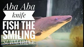 Aba Aba knife fish  Aba aba fish feeding  aba aba fish care  predatorpowerhouse2323 [upl. by Gabriel519]