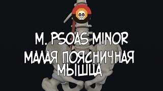 Малая поясничная мышца m psoas minor 3D Анатомия [upl. by Nunciata480]