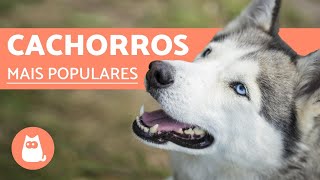 Top 10 RAÇAS DE CACHORROS MAIS POPULARES DO MUNDO [upl. by Agnella]