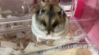 喜んでいるハムスターの鳴き声  Hamsters cry feeling happy [upl. by Nevin]