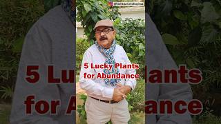 5 Lucky Plants to Bring Abundance to Your Home luckyplants indoorplants [upl. by Roslyn]