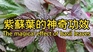 紫蘇葉的功效與作用 The efficacy and function of perilla leaves [upl. by Efram]