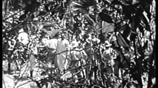 White Pongo 1945 JUNGLE ADVENTURE [upl. by Hardigg]