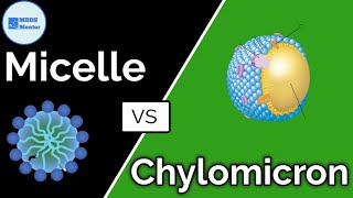 Difference between Chylomicron and Micelle  Gastric Physiology  MBBS Mentor [upl. by Jansson694]