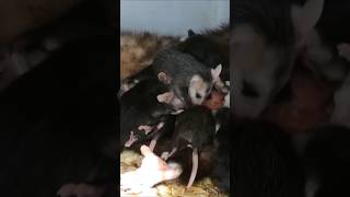 The Journey of Opossum Joeys animalshorts viralvideo [upl. by Daisi]