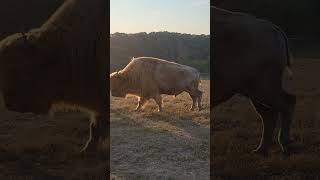 Check out this rare Blonde Buffalo [upl. by Sheldon]