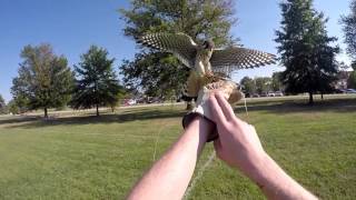 American Kestrel Training 3 [upl. by Nnaylime724]