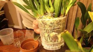 Repotting Orchids How to Choose the Right Pot Size part 1 sympodials [upl. by Seuqirdor]