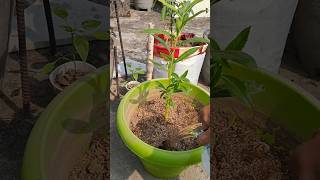 Balsam flower Plant Repotting floweringplants gardening [upl. by Coppock]