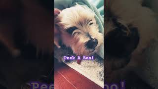 Teddy enjoying a new 🦴 morkie morkiepuppy puppy life puppies morkies yummy doglif [upl. by Ebag]