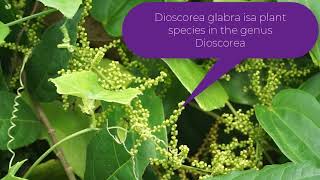 Dioscorea glabra [upl. by Arron]