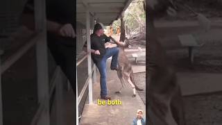 Kangaroo Attacks Terrifying Encounters Caught on Camera fighting trendingshorts trending shorts [upl. by Gyatt]