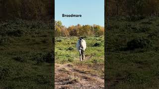 Broodmare coming up from pasture KruseFarm [upl. by Nilyad]