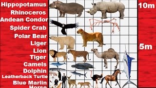 Animal Size Comparison 2D [upl. by Drawdesemaj784]