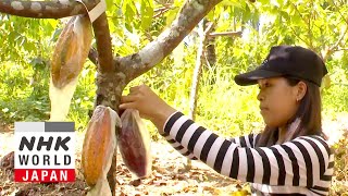 Quality Cocoa Enriches Lives The Philippines  Asia Insight [upl. by Ecirehc]