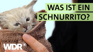 Badetag für KatzenBabys und Neustart für StraßenHunde  S02E06  Hallo Tierheim  WDR [upl. by Eittocs553]