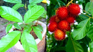 How to Grow Rambutan Tree from Seed  Rambutan Tree growing  Beautiful Rambutan fruit grow in home [upl. by Anilorac]