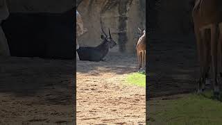 Familia de Antilopes Acuaticos del Bioparc Valencia shorts zoo [upl. by Michi]