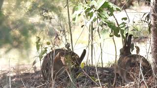 Hares Hervey Bay Qld [upl. by Marius]