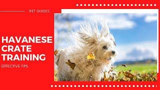 Havanese Dog Crate TrainingEffective Tips [upl. by Trella]