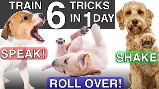 How to Train your Puppy 6 Tricks in 1 Day [upl. by Walton209]